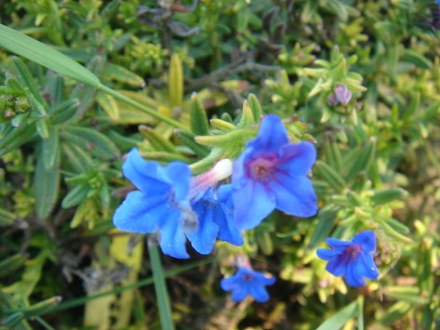 Lithodora diffusa P19